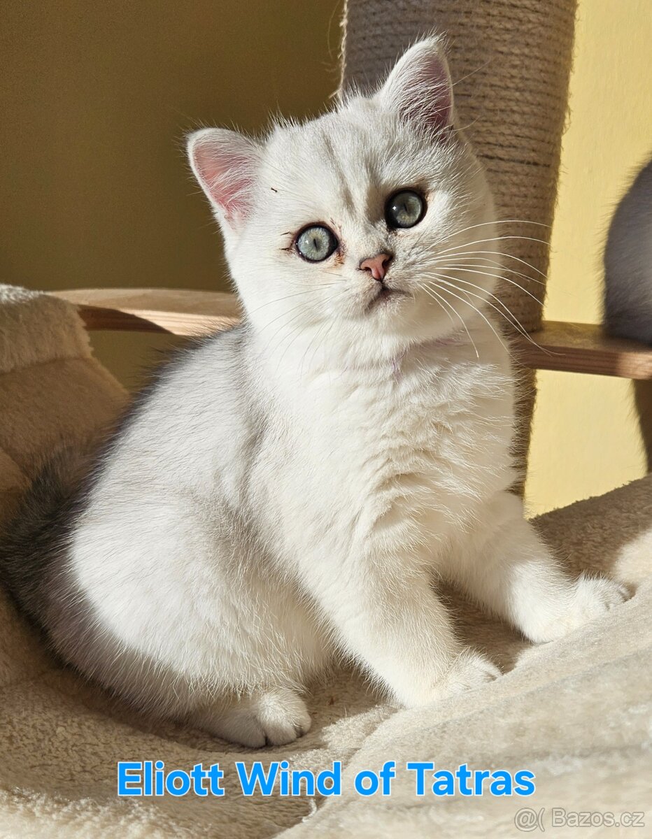 Britský kocúrik - 4