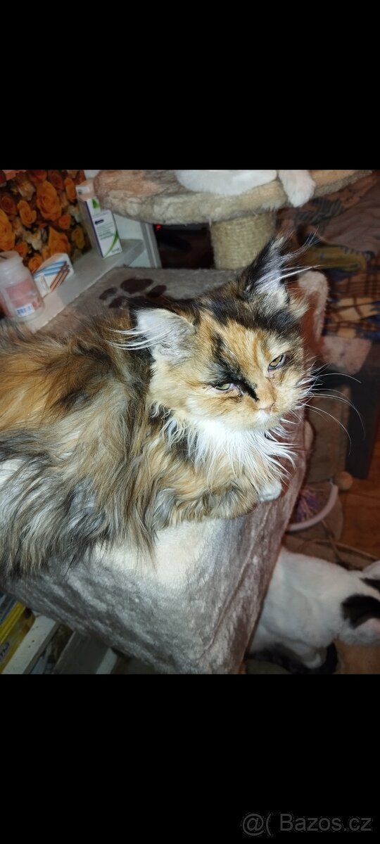 Mainská mývalí koťátka bez PP - 4