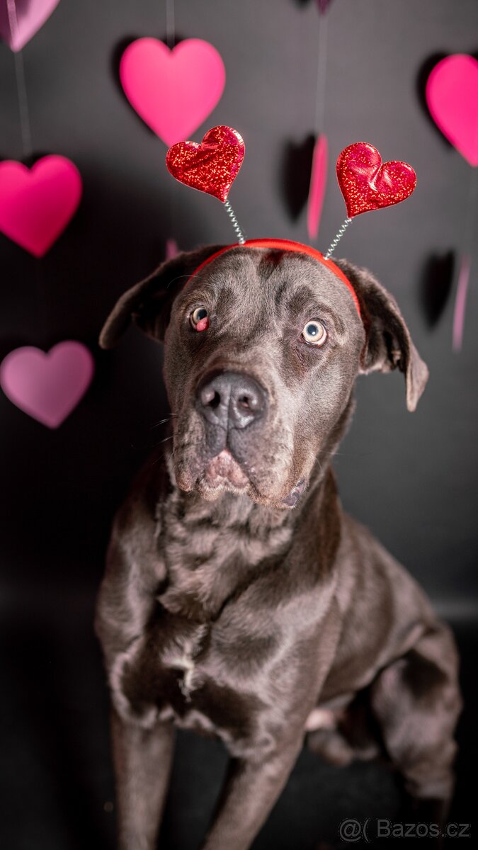Gino - x cane Corso - praštěný puberťák, 1rok - 4