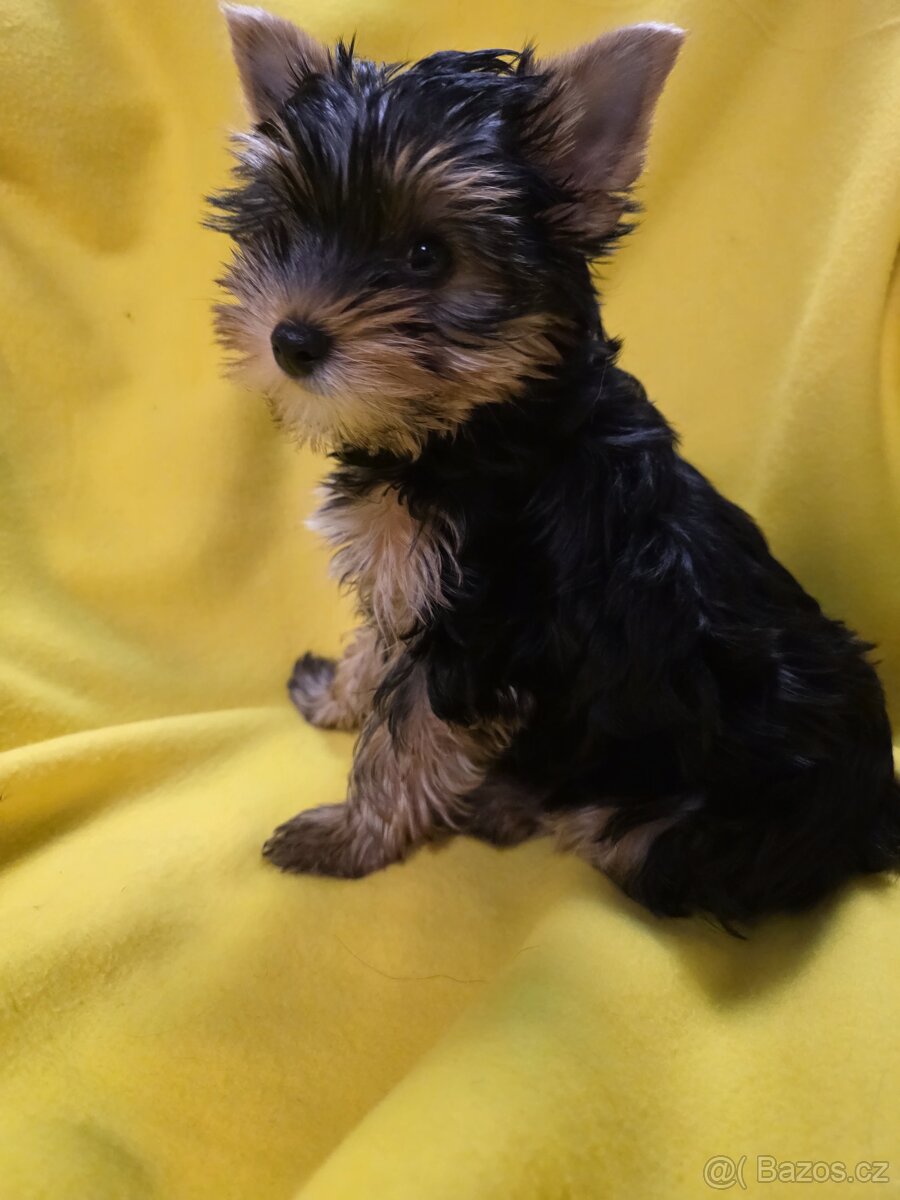 Jorkšířský teriér - 4