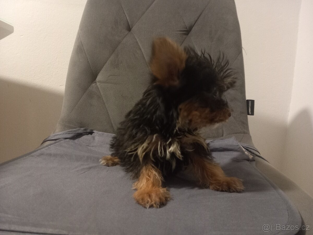 Jorkšírský teriér - 4