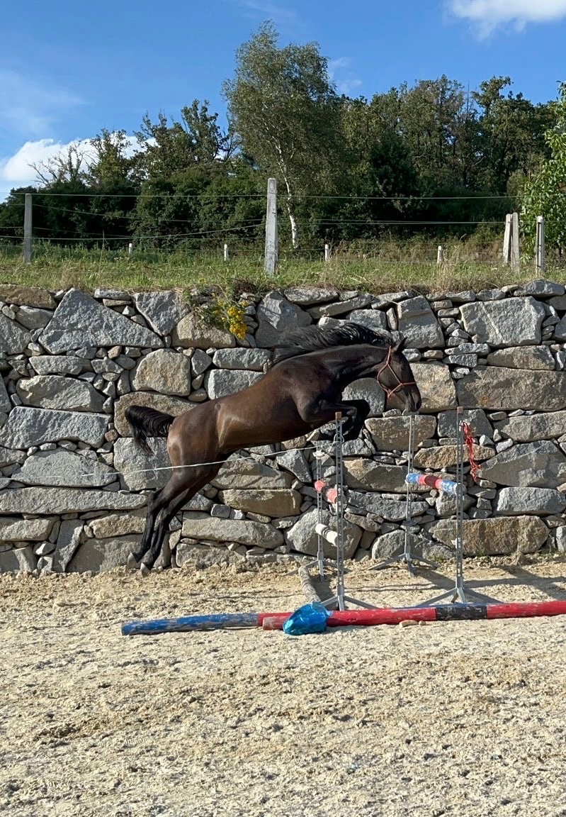 Prodáme koně- hannoverského valacha - 4