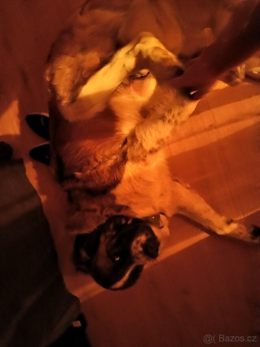 Moskevský strážní pes daruji - 4