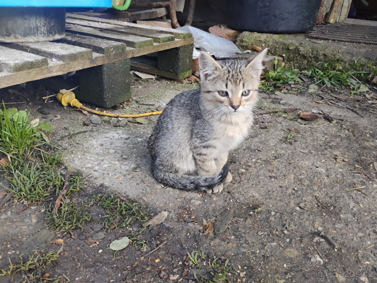 Darujeme kocourky - 4