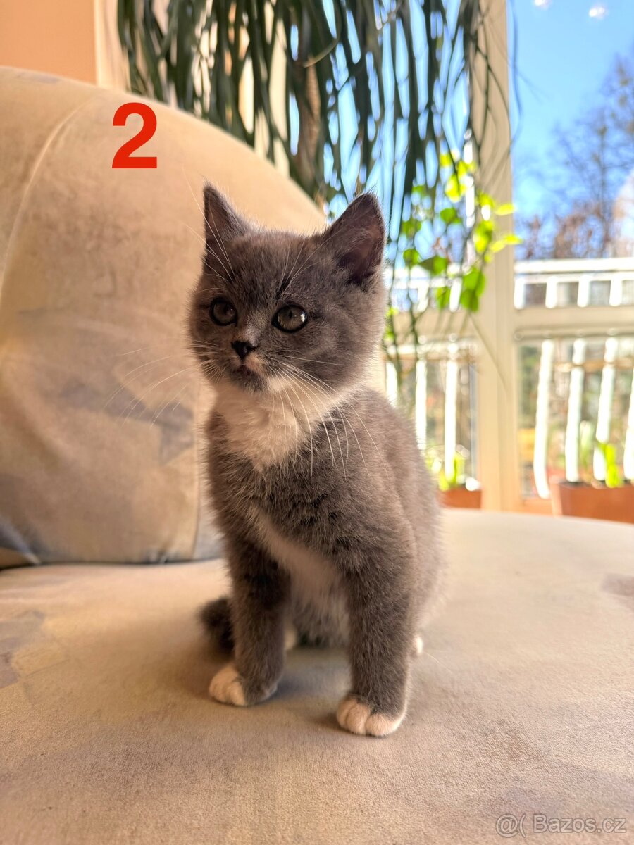 Modrá britská koťátka - 4