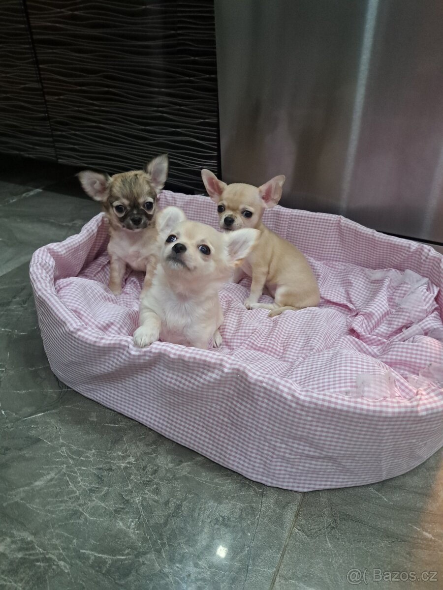 Čivava Mini Fenečky - 4