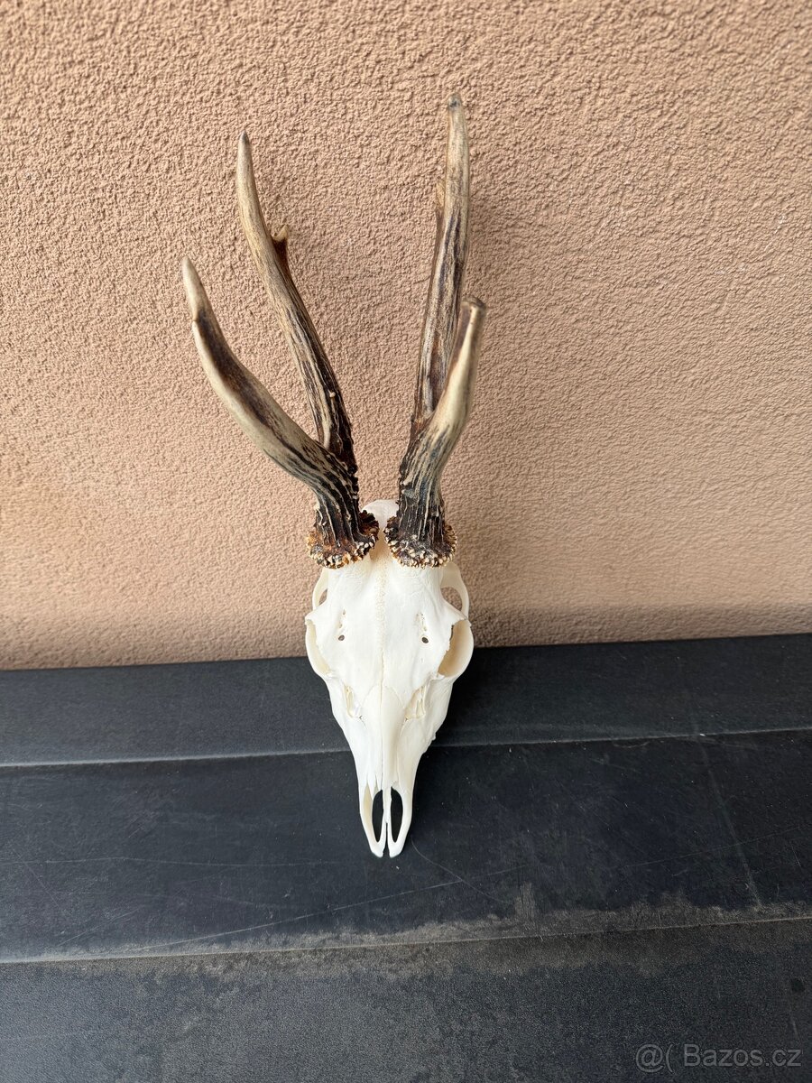 Srnci trofej parozi - 4