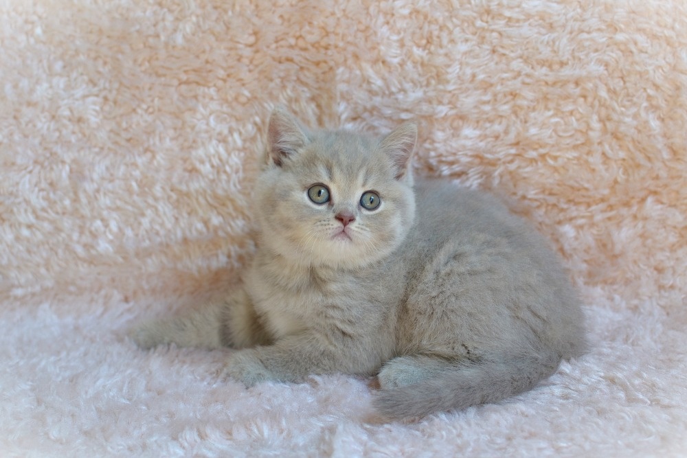 Kočička Velvet Angel s PP - 4