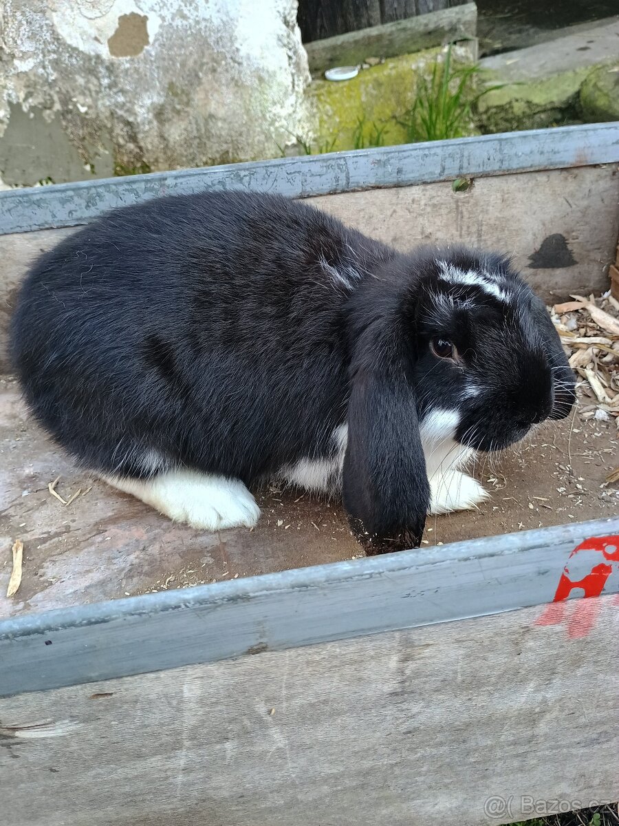 Francouzský beran - 4