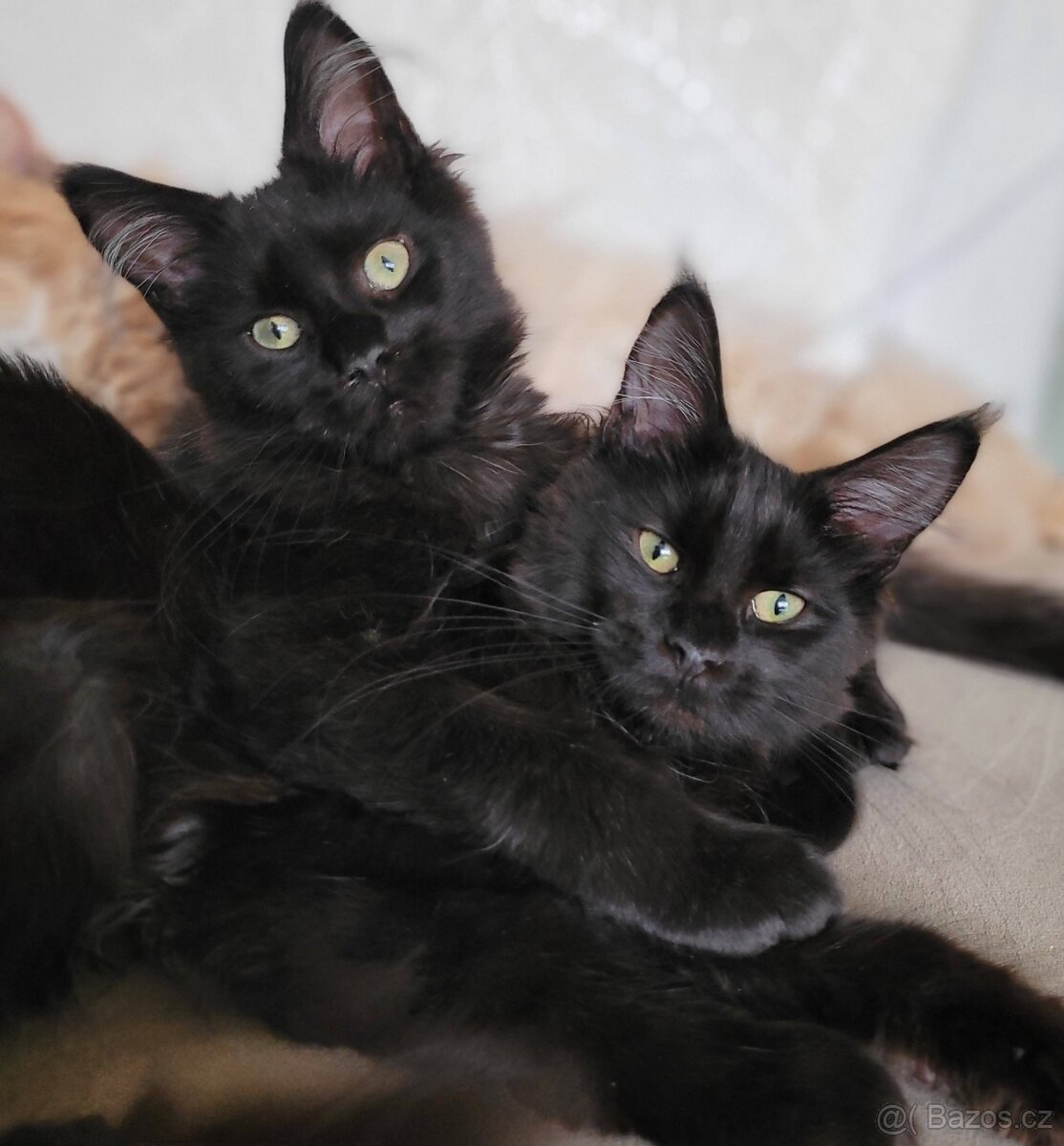 Mainská mývalí kočička s PP - 4