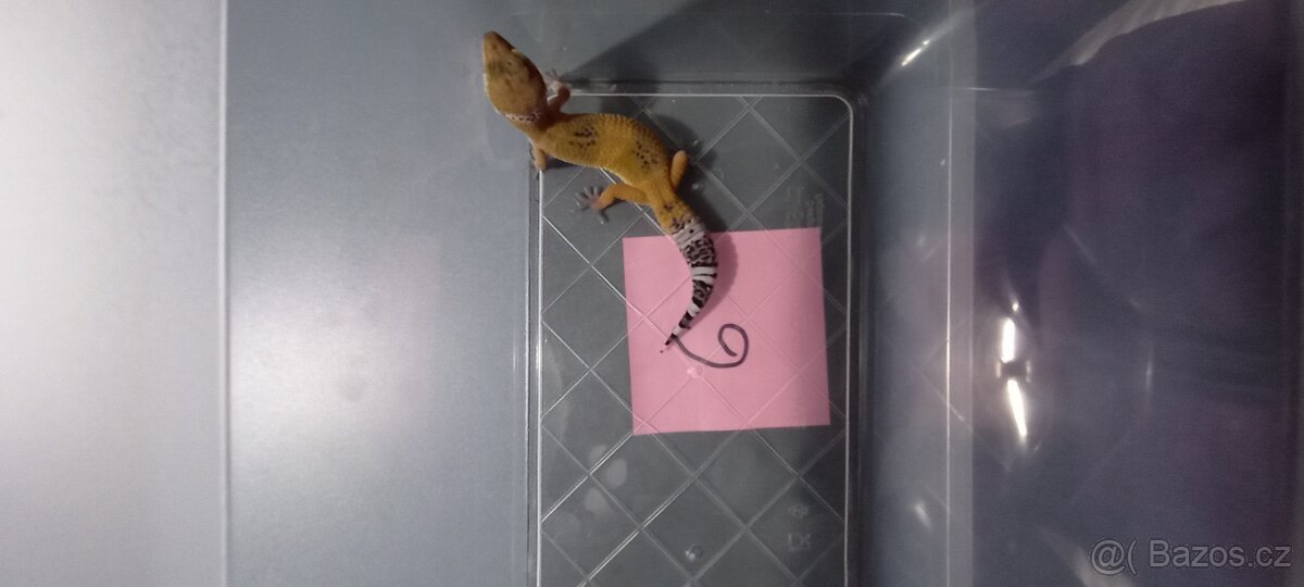 gekončík noční - 4