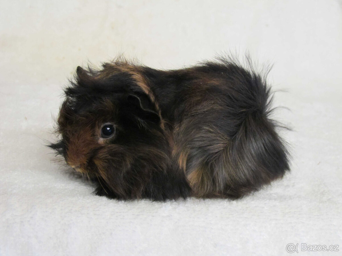 Morče peruánec - 4