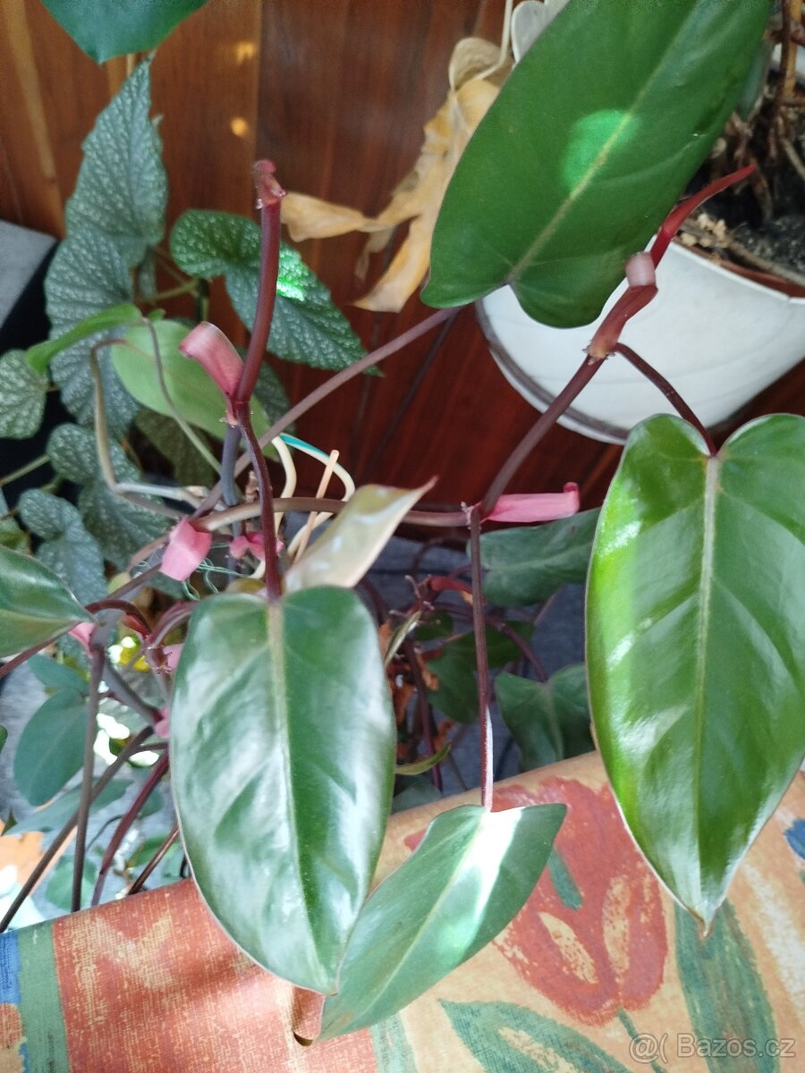 Pokojové rostliny - 4