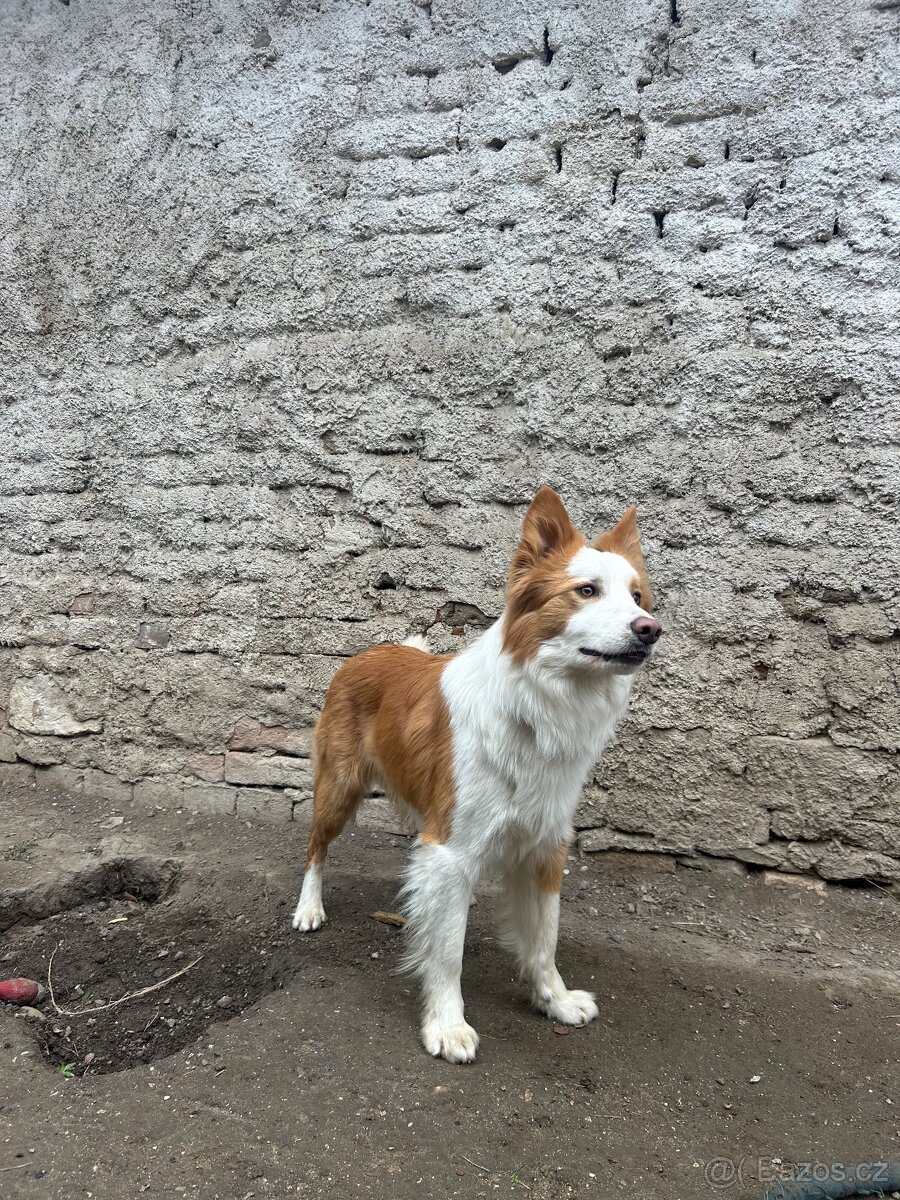 Krytí-border kolie - 4