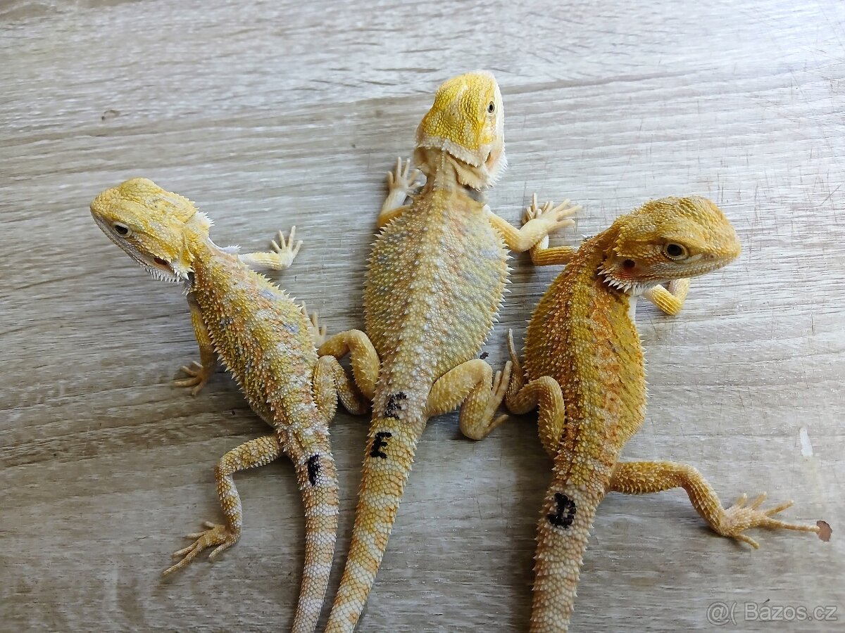 Agama vousata - 4
