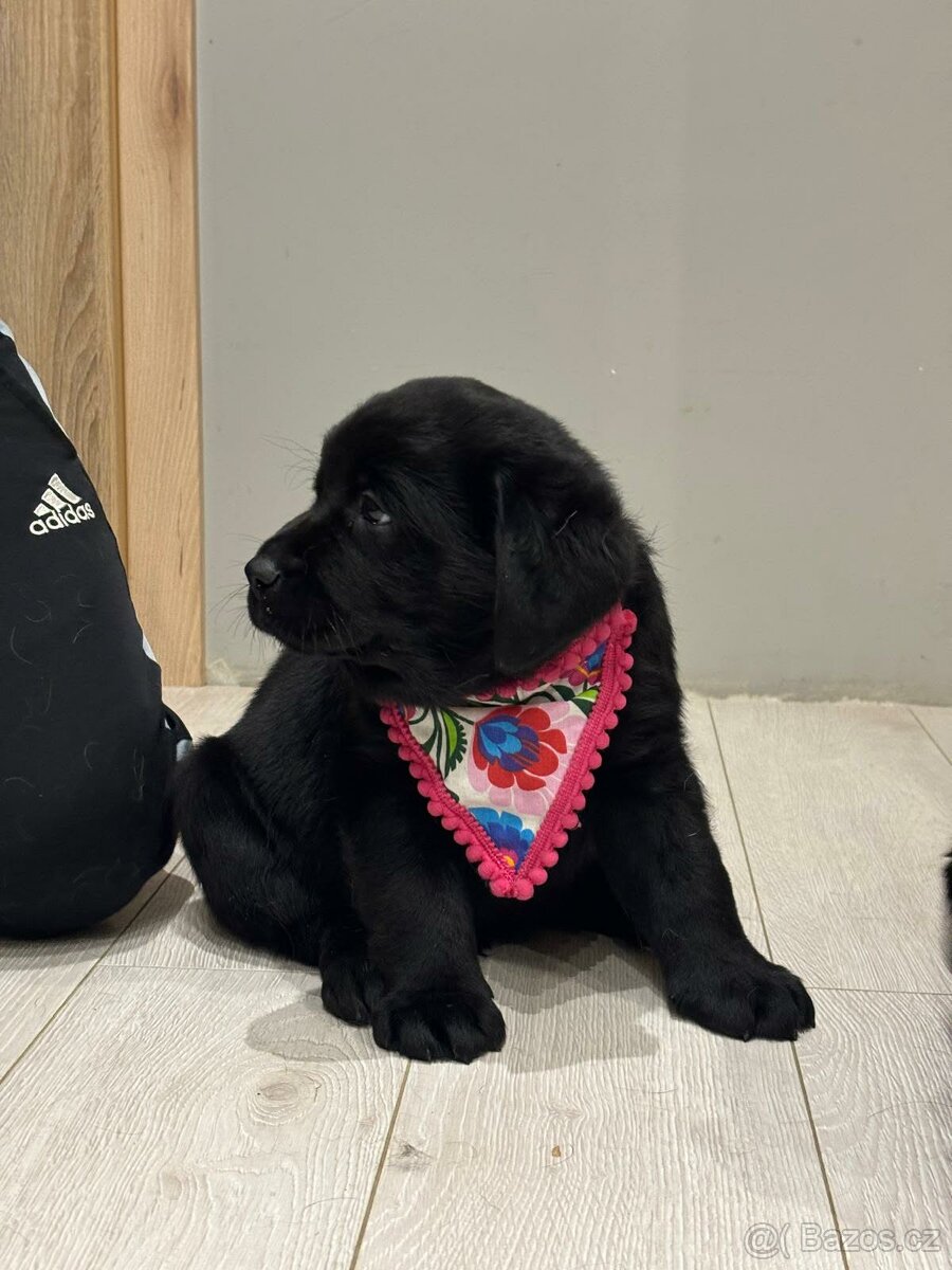 Štěňata Labradorský retriever - 4