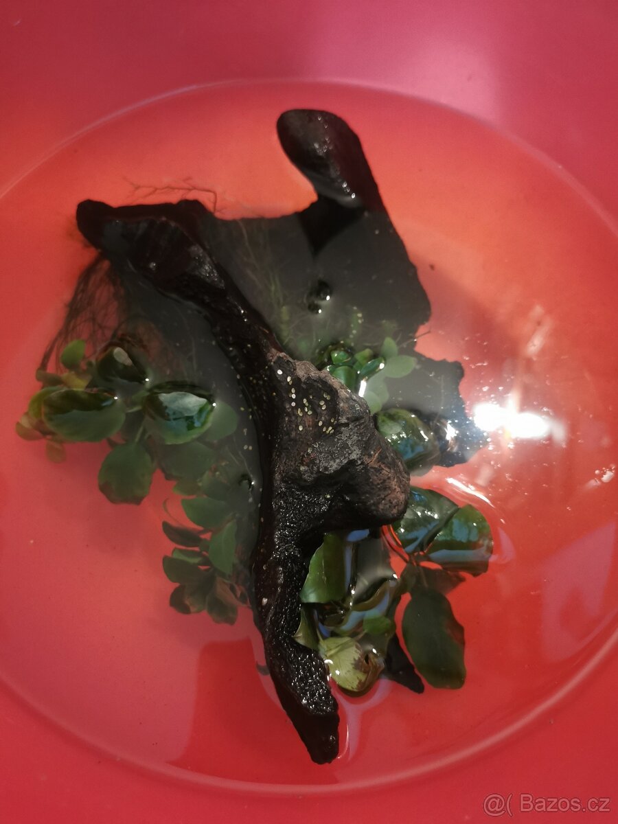 Akvárium, krevetarium, terárium - 4