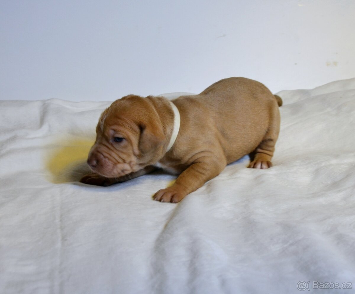 Louisianský leopardí pes s PP - 4