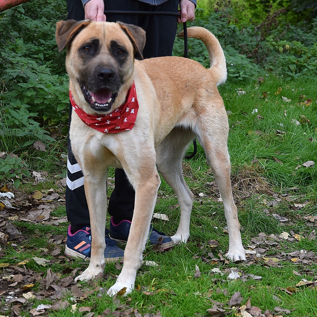 🐶 Tina – krásná a oddaná společnice 💛 - 4