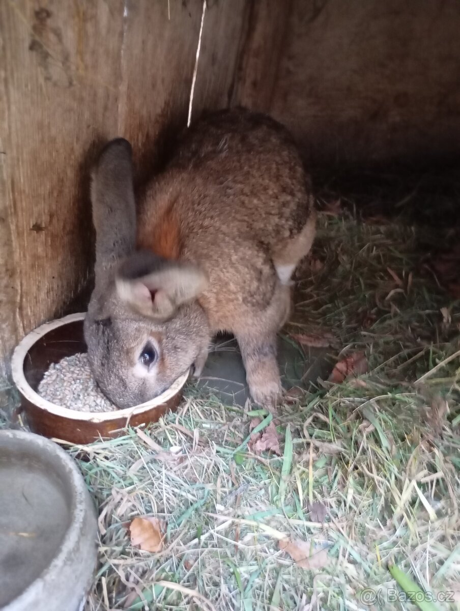 Prodám letošní mladé samice a samce na chov ov - 4