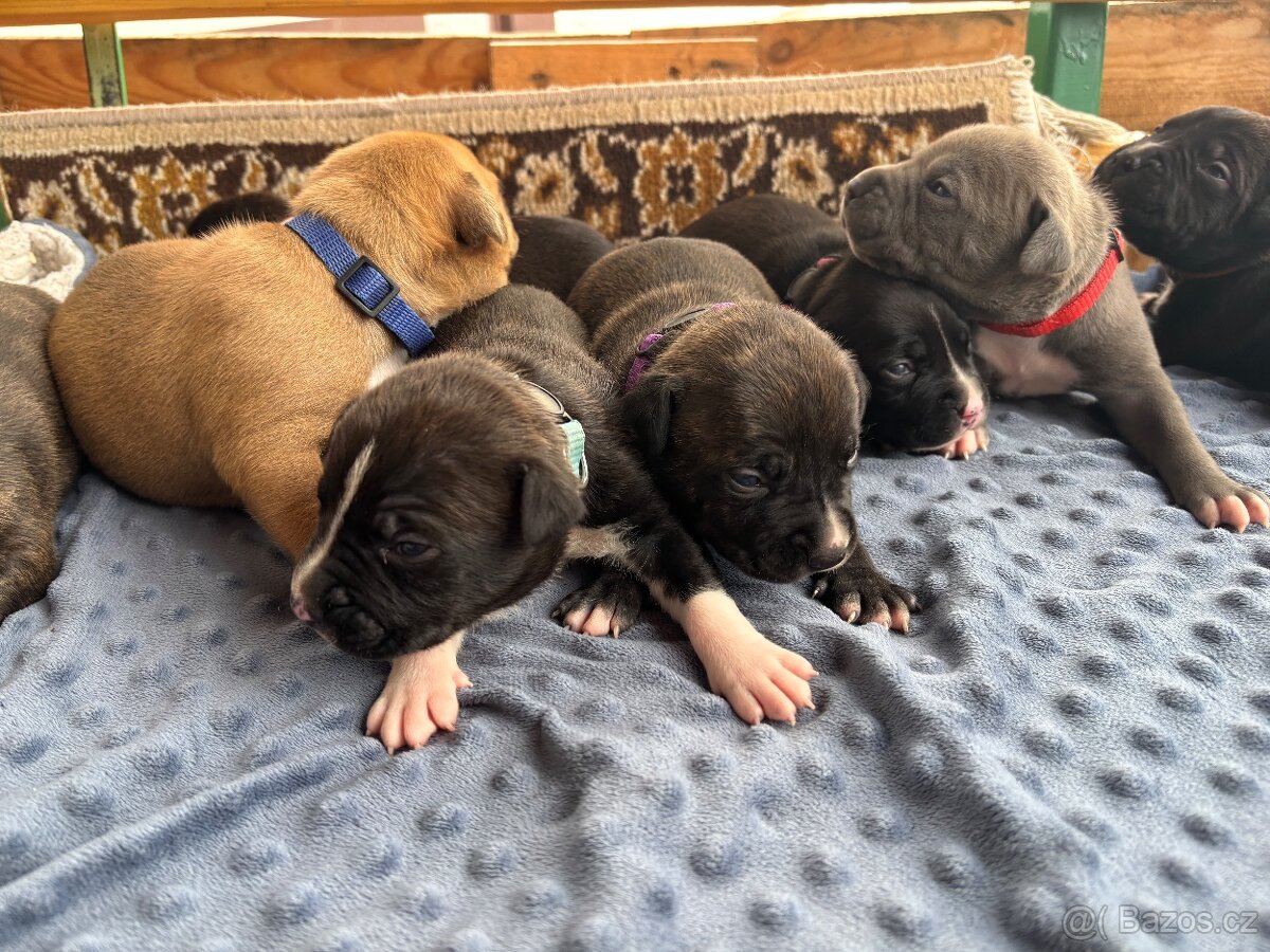 Americký stafordsirsky terier, Stafford, amstaf - 4