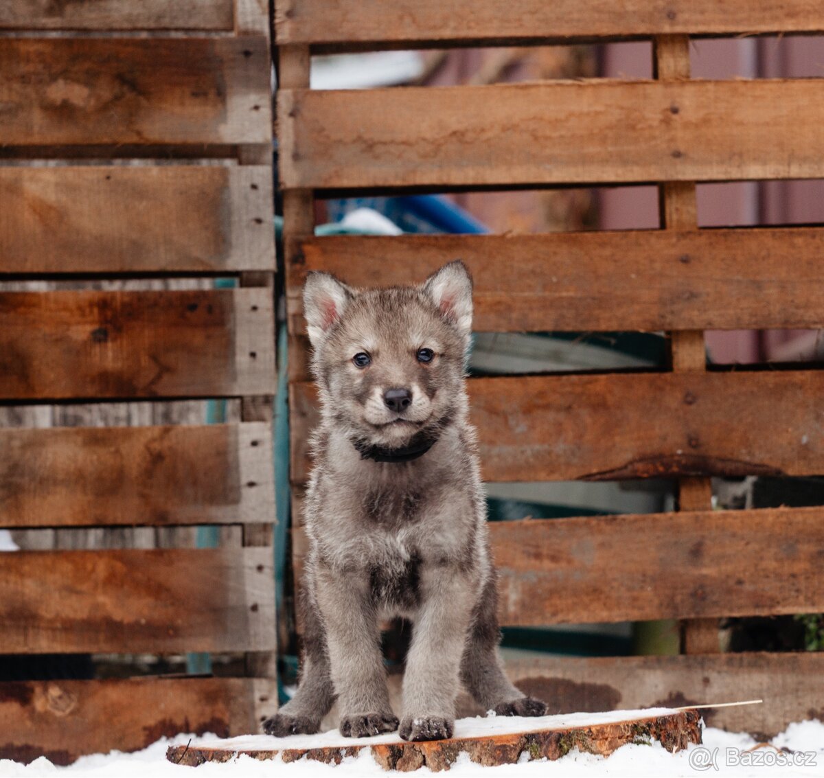 Saarloosův vlčák štěně na prodej - 4