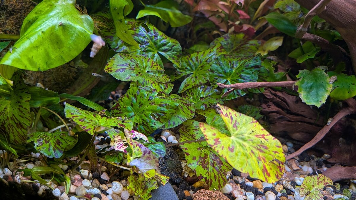 Prostřih akvarijních rostlin - 4