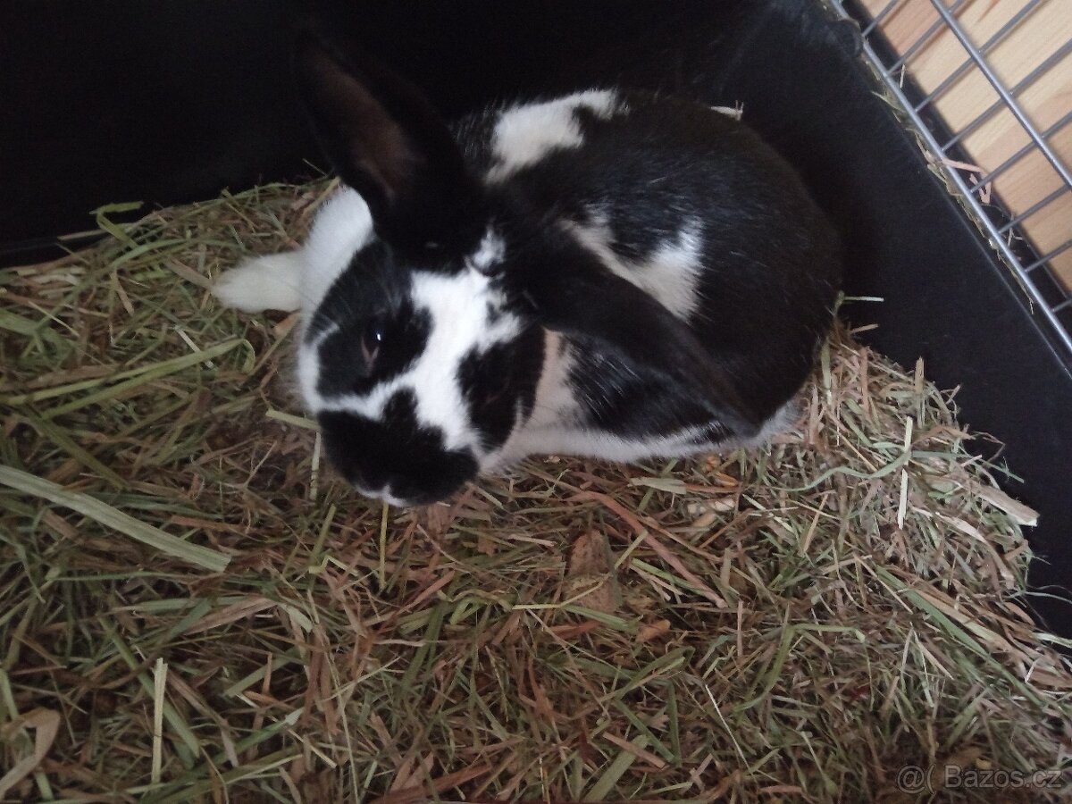 Králík zakrsly - 4