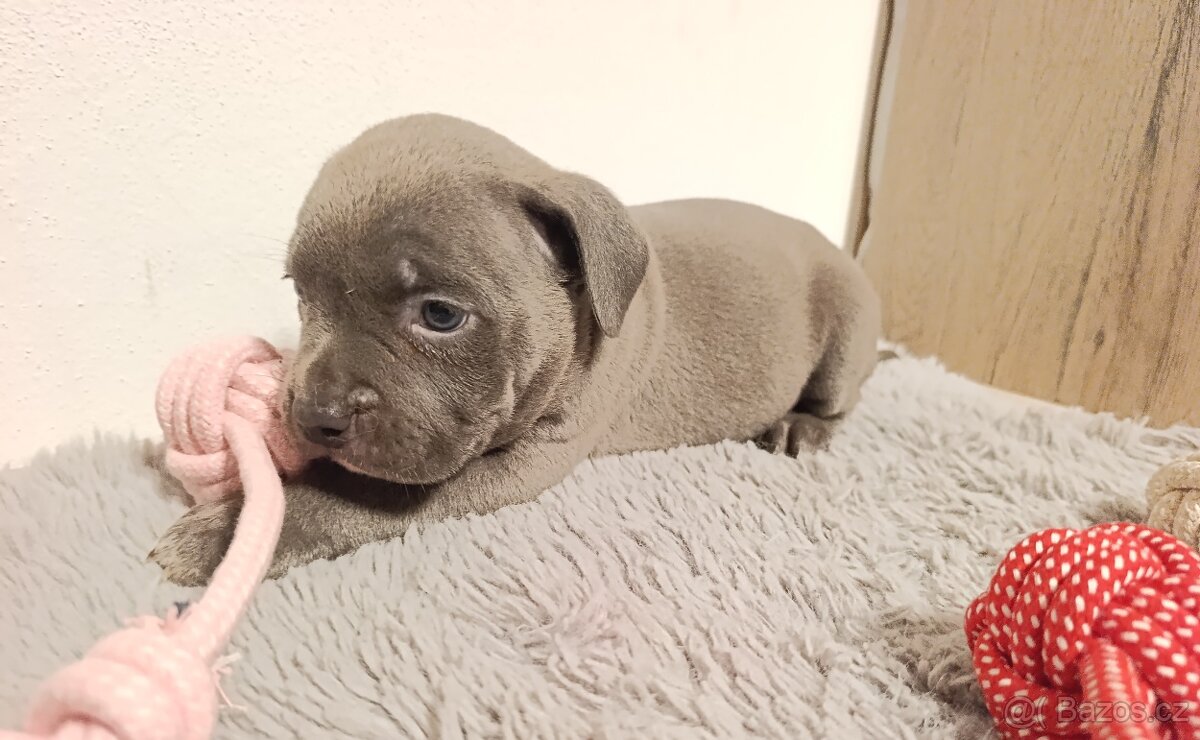 American Bully Standard - 4