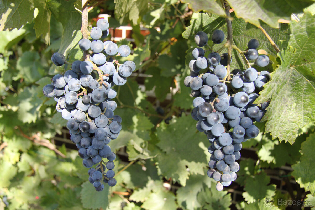 Víceleté sazenice vinné révy - 4