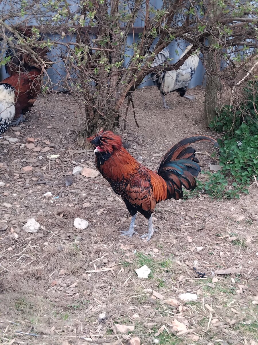 Paduánka - kohoutek - 4