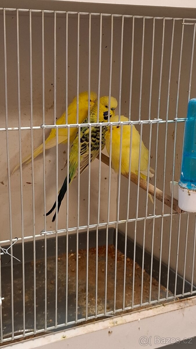 Andulka Vlnkovaná - 4