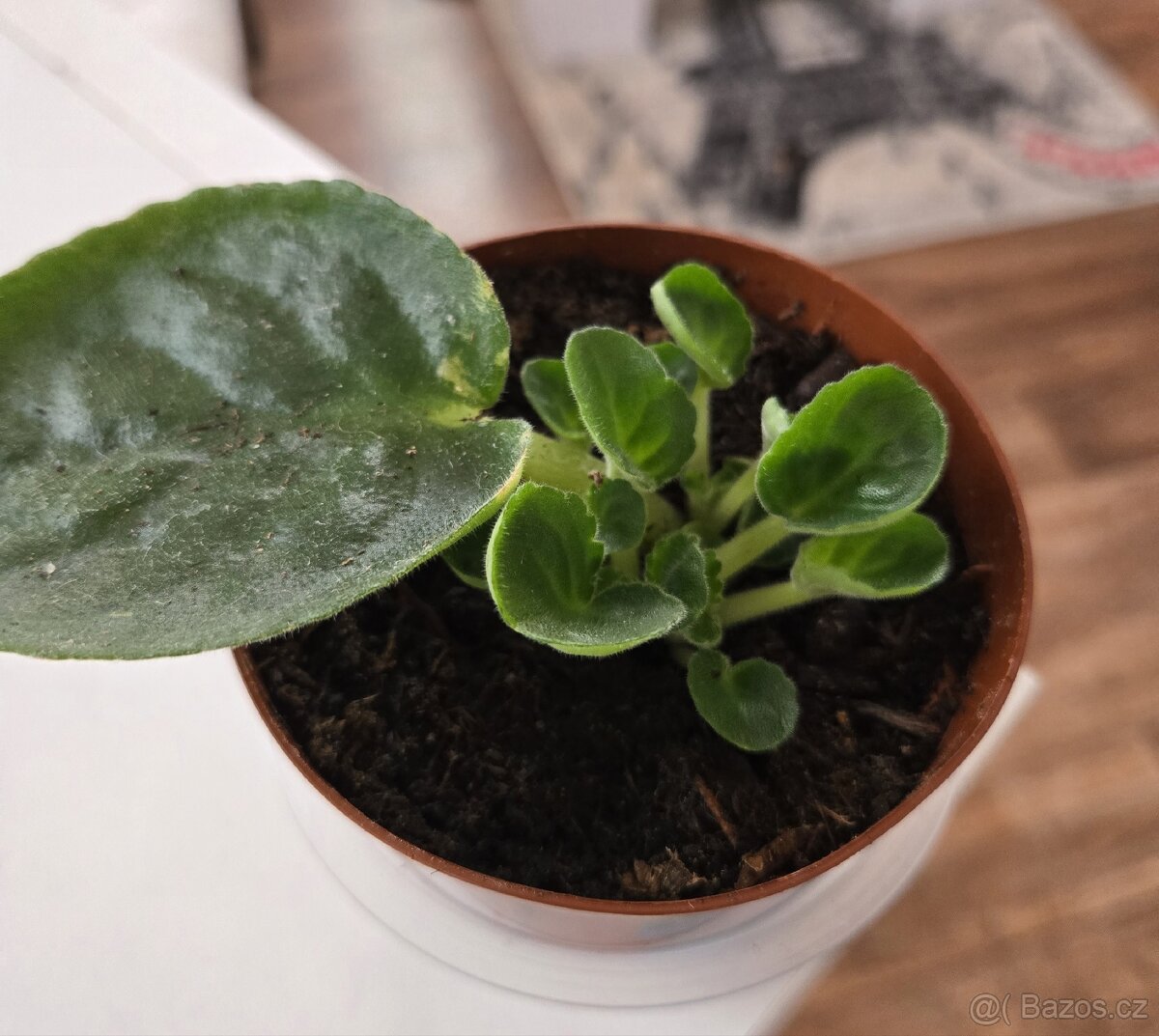 Fialka bílorůžová, zakořeněný list - 4