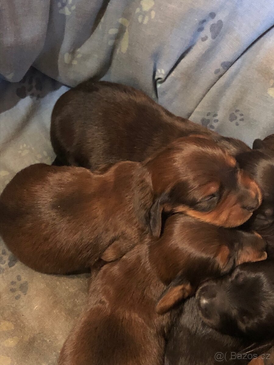 Jezevčík dlouhosrstý - 4