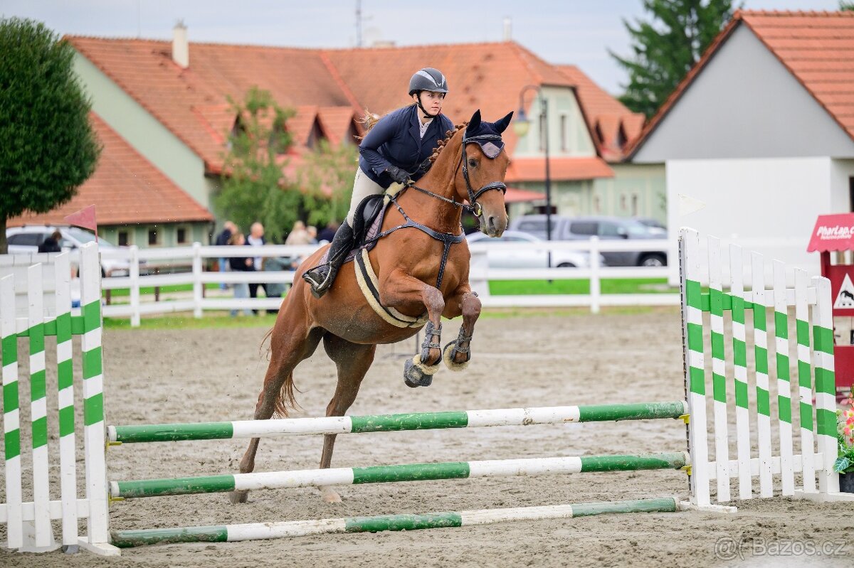 8 letá kobyla k prodeji - 4