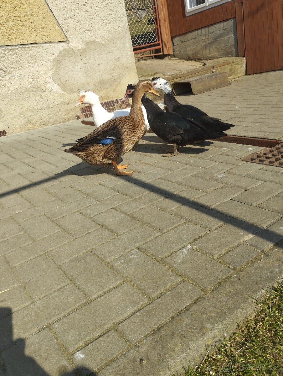 Pižmové kachny - 4