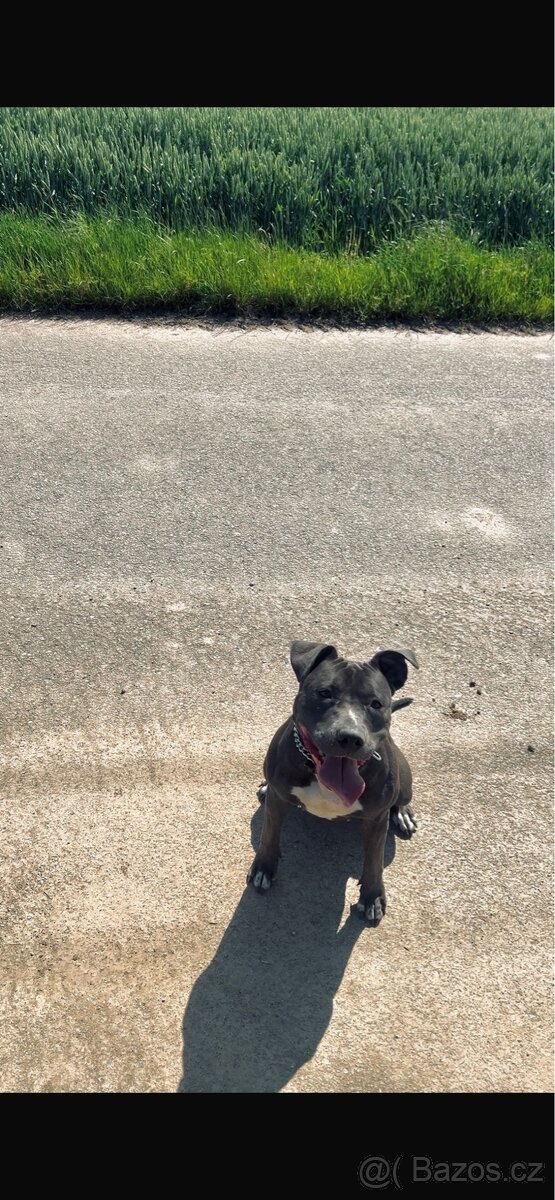Americký Stafordširský teriér Blue (Fenka) - 4