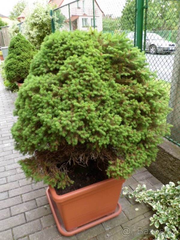 STROMKY PICEA SONICA - 4