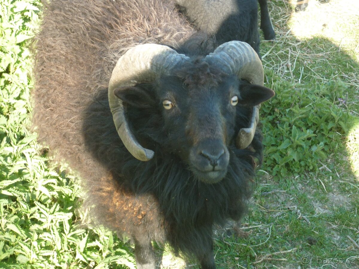 Quessantské ovce - 4