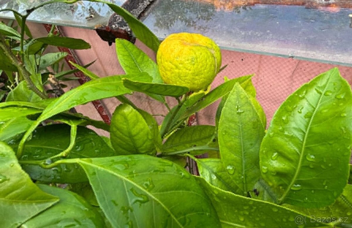 prodej plodících citrusů - 4