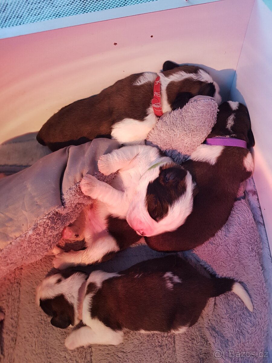 Bernardýni s PP - 4