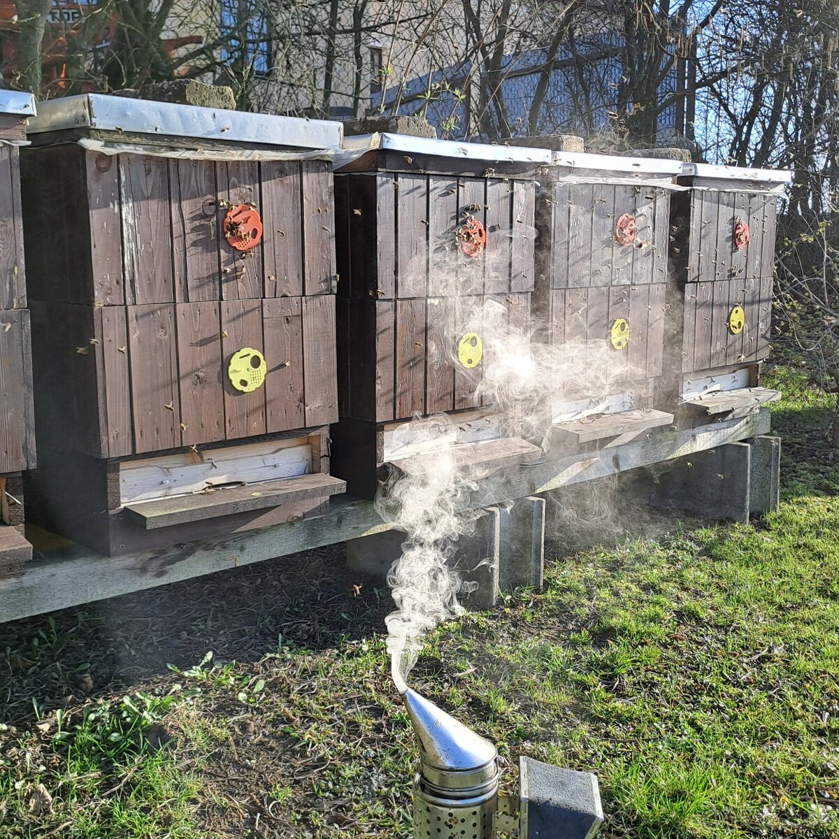 Vyzimované oddělky a včelstva - 4