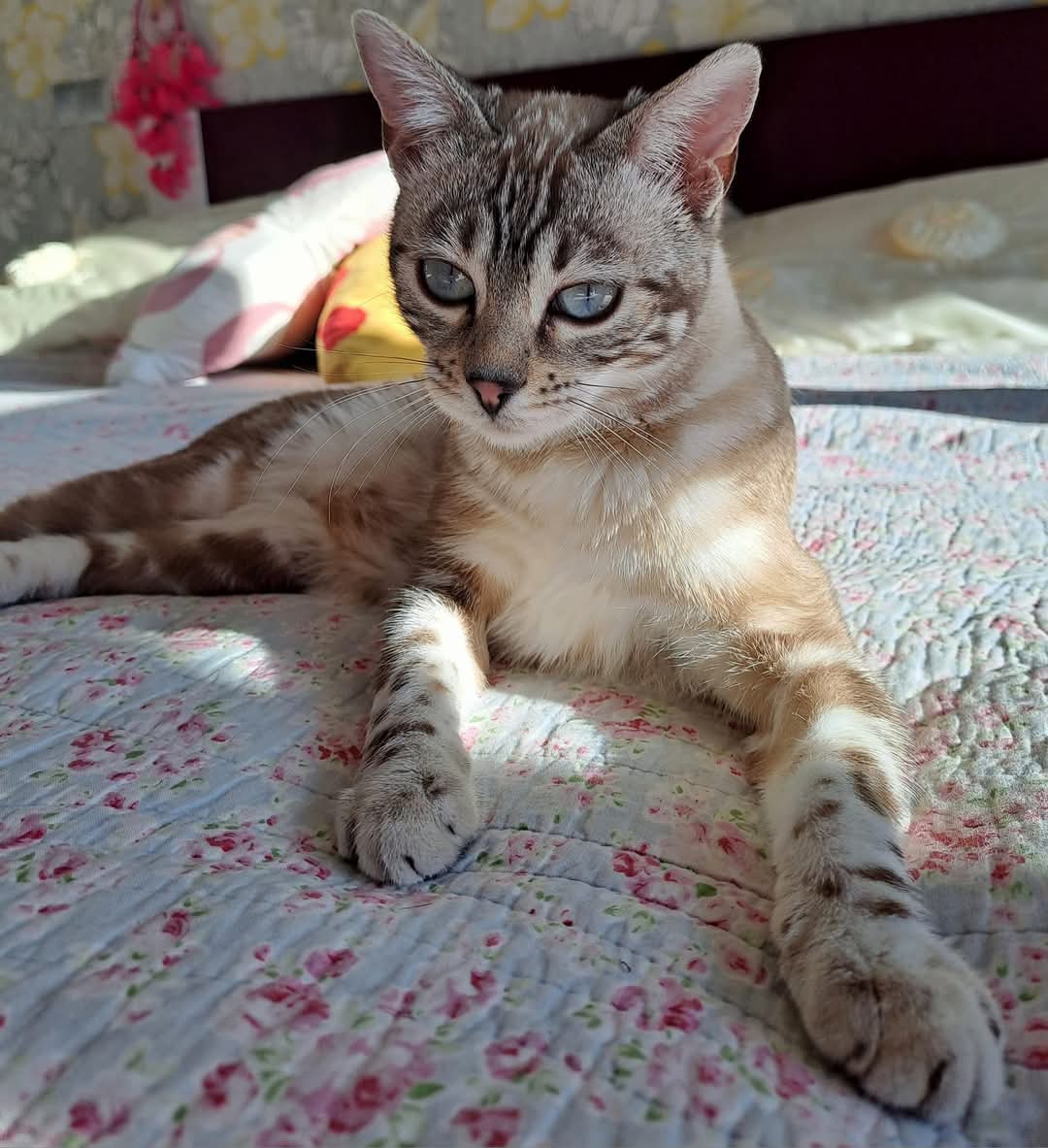 Předběžná rezervace Bengálských koťátek s PP SILVER SNOW - 4