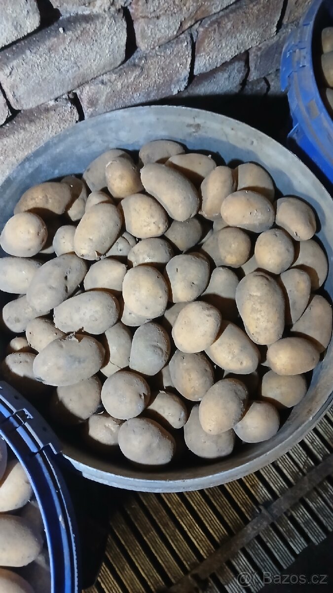 Sadbové brambory - domácí sadba - 4
