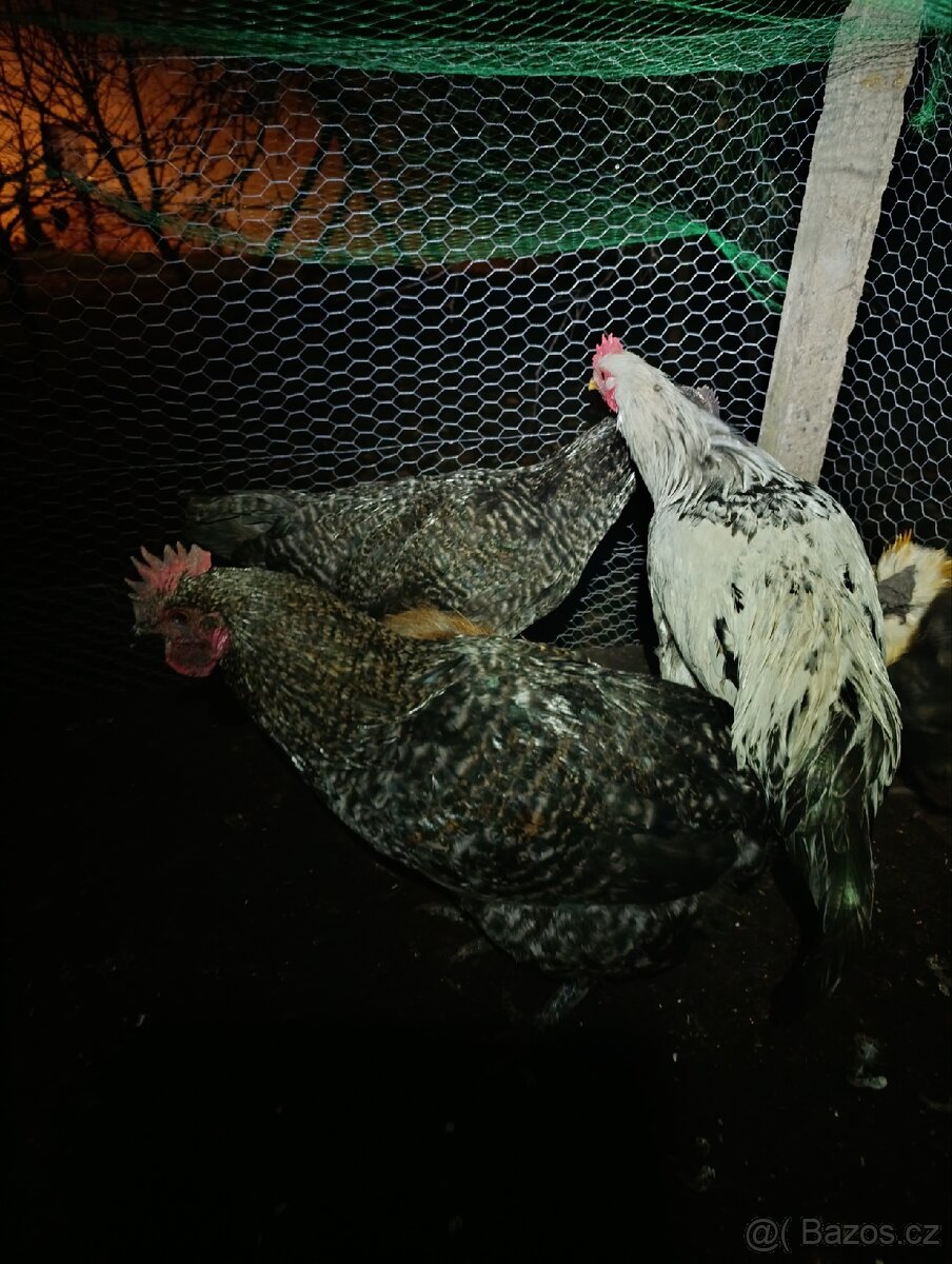 Kohouti hedvábnička Green Shell - 4