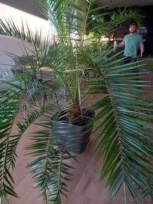 Palma o výšce cca 2,5 m - 4