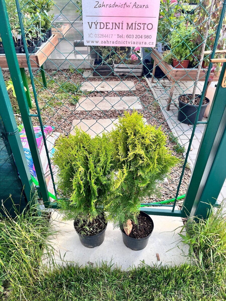 Thuje aurea pyramidalis - 4