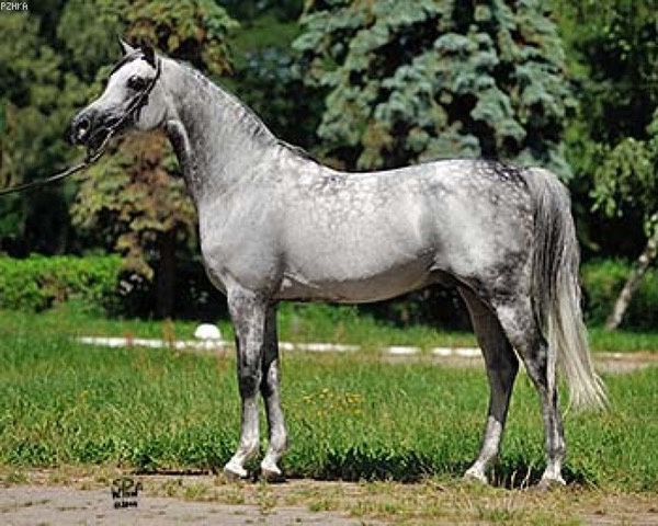 Arabský plnokrevník - 4