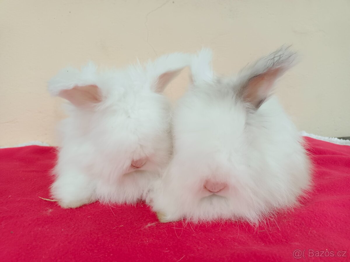 Anglická angora - 4
