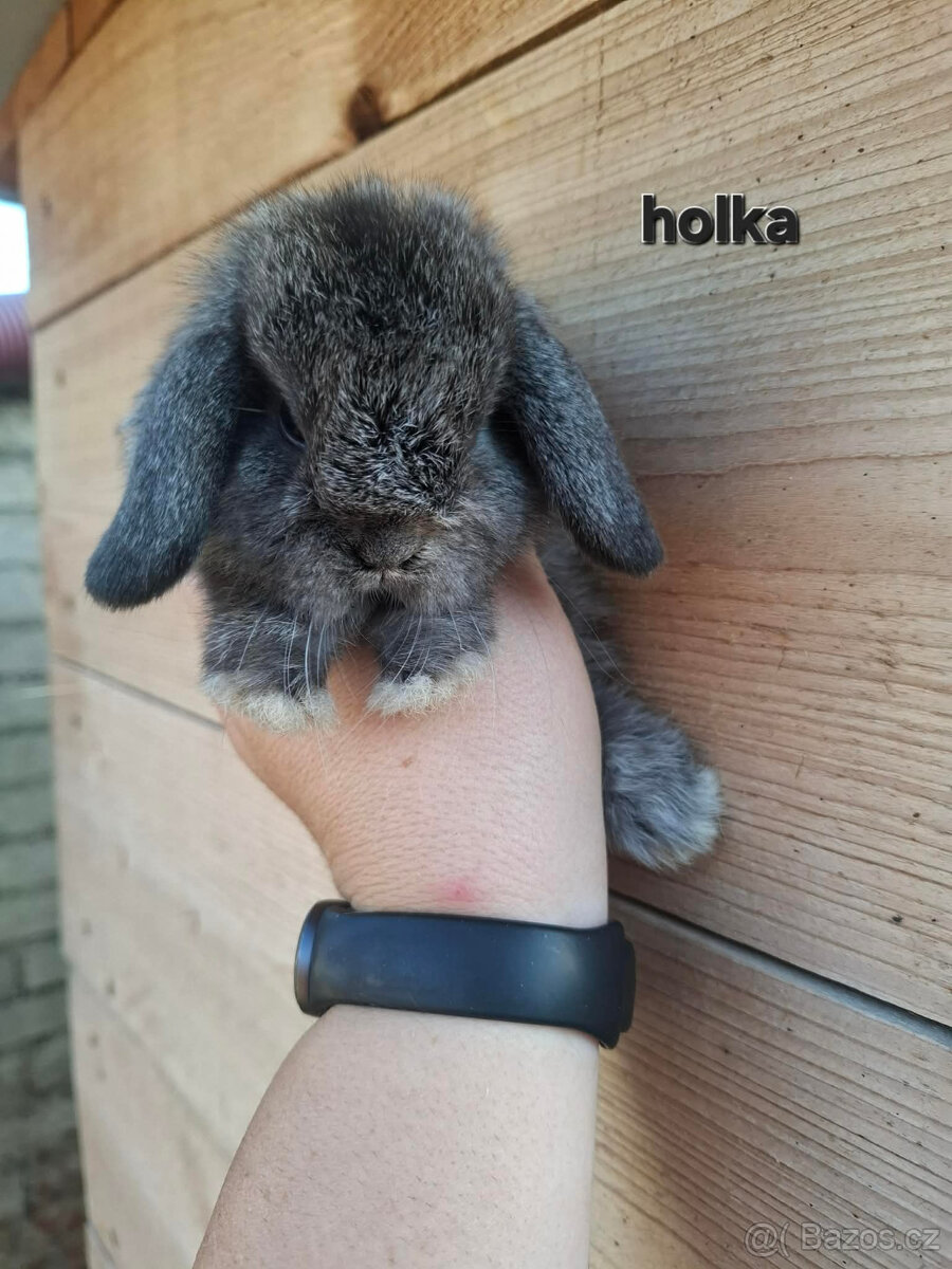 Zakrslý králík - beránek - 4